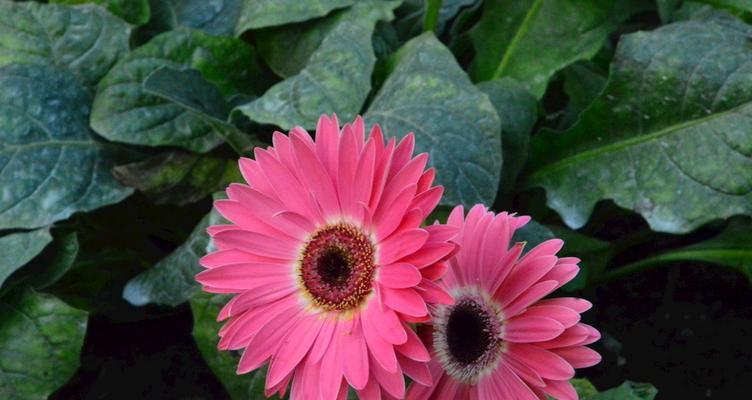 扶郎花的象征意义与文化价值