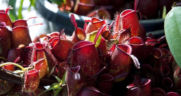 巴西红果几年能结果实？种植后多久可以挂果？