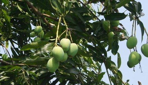 巴西红果几年能结果实？种植后多久可以挂果？