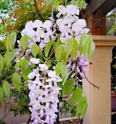 紫藤罗花的花语及意义（美丽而神秘的紫藤罗花）