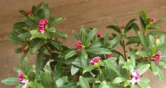 从山上挖的土可以直接种花吗?使用前需要做什么处理? 从山上挖的土可以直接种花吗?使用前需要做什么处理?