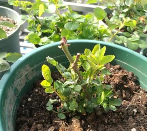 从山上挖的土可以直接种花吗？使用前需要做什么处理？