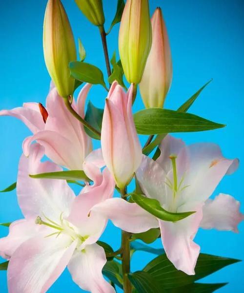 百合花的花语含义（探索百合花的美丽和深刻寓意）