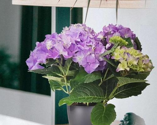 家里为什么不能养绣球花？绣球花的禁忌有哪些？