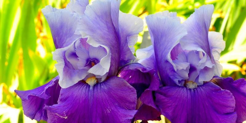 鸢尾花的寓意及其象征意义（探究鸢尾花在文化中的独特角色）