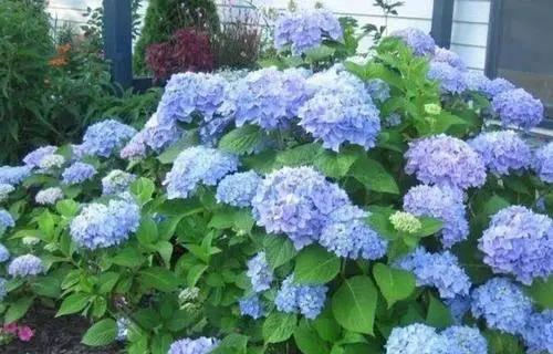 家里为什么不能养绣球花？绣球花的禁忌有哪些？