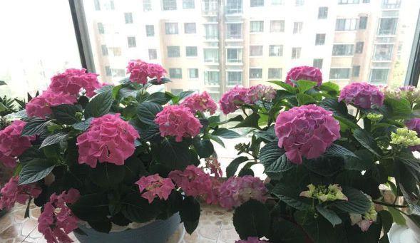 家里为什么不能养绣球花？绣球花的禁忌有哪些？