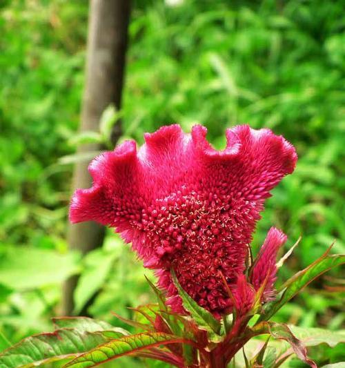 鸡冠花——生命的希望（探索鸡冠花的花语和象征意义）