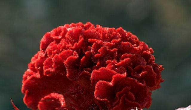 鸡冠花——生命的希望（探索鸡冠花的花语和象征意义）