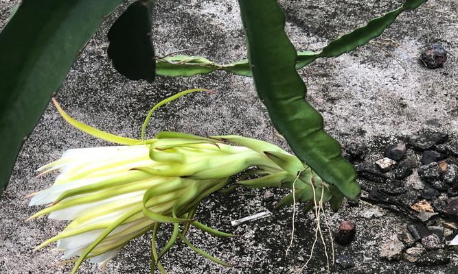 火龙果繁殖方法有哪些？繁殖过程中应注意哪些问题？