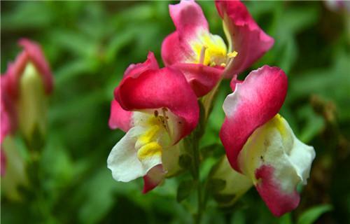 金鱼草的花语与意义（探索金鱼草花语的深层寓意与象征意义）