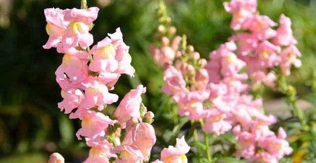 金鱼草的花语与意义（探索金鱼草花语的深层寓意与象征意义）