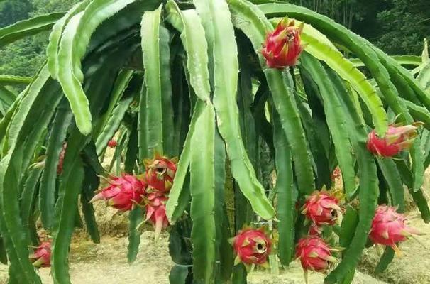 火龙果繁殖方法有哪些？繁殖过程中应注意哪些问题？