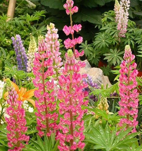 金鱼草的花语与意义（探索金鱼草花语的深层寓意与象征意义）