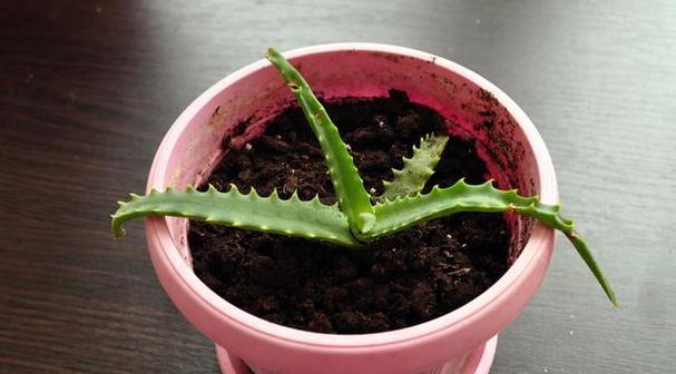 火龙果繁殖方法有哪些？繁殖过程中应注意哪些问题？