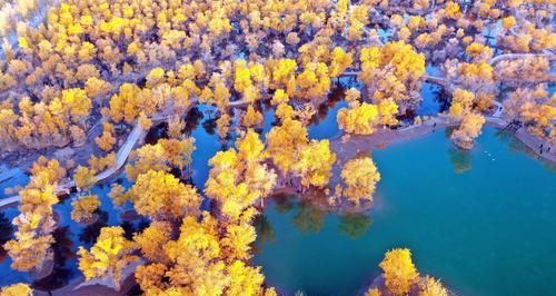 胡杨树（胡杨树在艰难环境中的生命力和坚持不懈的精神）