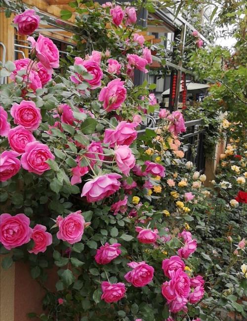 月季的寓意与象征意义（探索花朵中的心灵智慧）