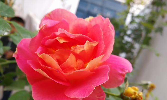 月季的寓意与象征意义（探索花朵中的心灵智慧）