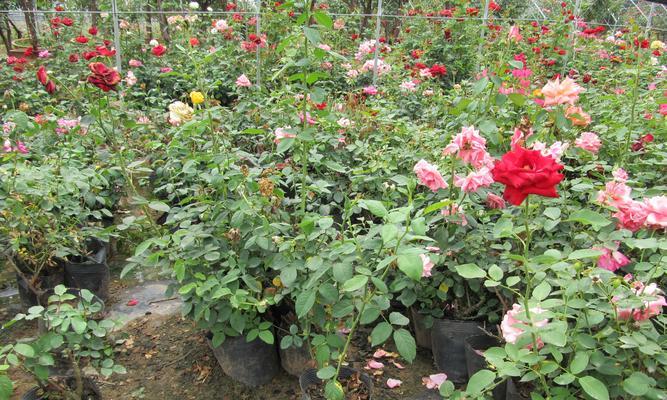 月季的寓意与象征意义（探索花朵中的心灵智慧）