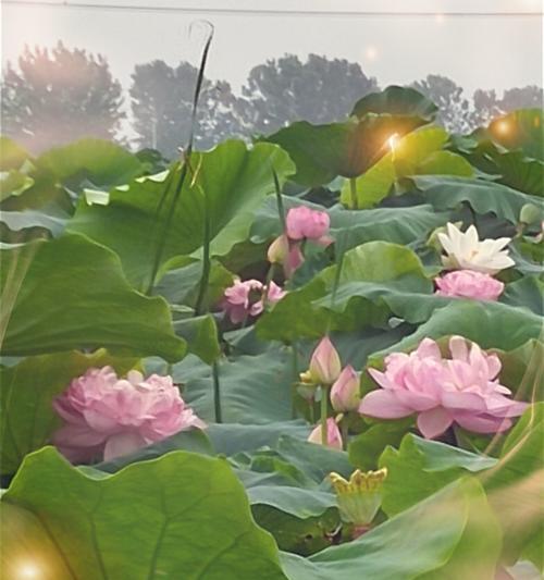 花开水面，荷香满园（荷花的花语及其美丽的寓意）