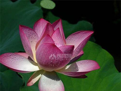 花开水面，荷香满园（荷花的花语及其美丽的寓意）