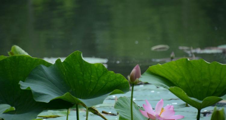 花开水面，荷香满园（荷花的花语及其美丽的寓意）