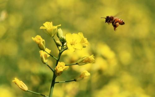油菜花的花语与寓意（油菜花的美丽绽放与心灵的寄托）