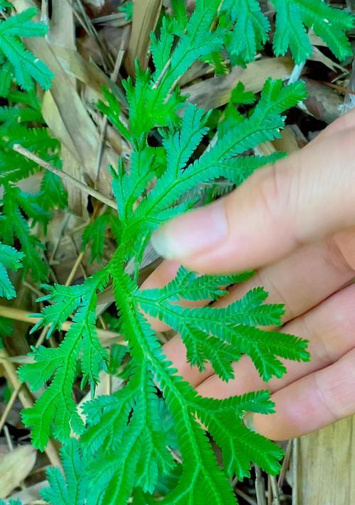 卷柏花语与寓意（卷柏的神秘与生命力）