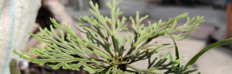 卷柏花语与寓意(卷柏的神秘与生命力) 卷柏花语与寓意(卷柏的神秘与生命力)