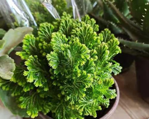 卷柏花语与寓意(卷柏的神秘与生命力) 卷柏花语与寓意(卷柏的神秘与生命力)