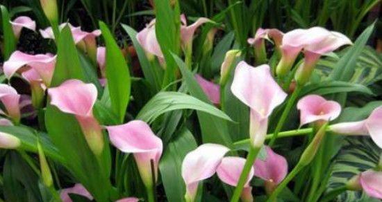 以马蹄莲寓意及花语（展现坚韧与希望的奇妙花卉世界）