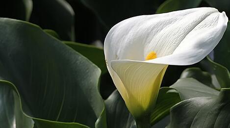 以马蹄莲寓意及花语（展现坚韧与希望的奇妙花卉世界）