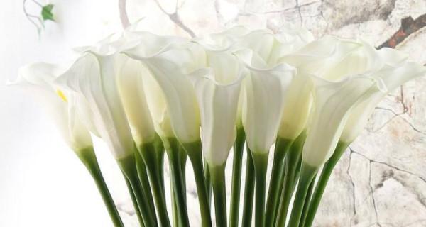 以马蹄莲寓意及花语（展现坚韧与希望的奇妙花卉世界）