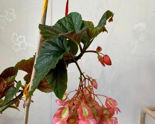 四季秋海棠（秋海棠的花语和美丽绽放）