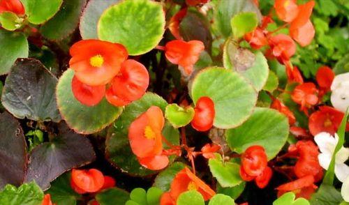 四季秋海棠（秋海棠的花语和美丽绽放）