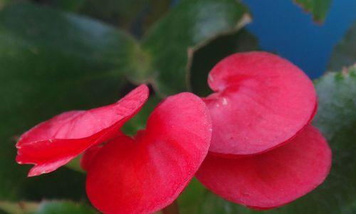 四季秋海棠（秋海棠的花语和美丽绽放）