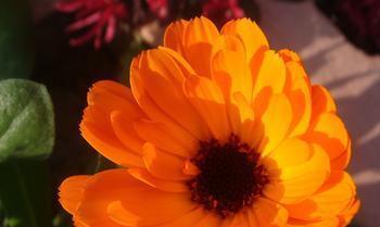 金盏花花语之美丽与祝福（金盏花花语解读及象征意义）