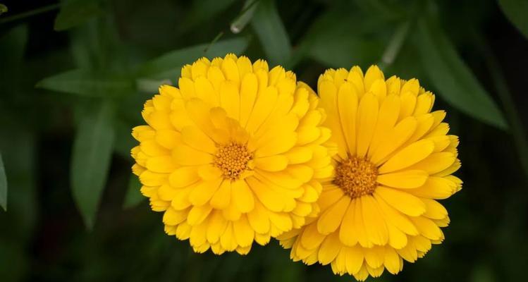 金盏花花语之美丽与祝福（金盏花花语解读及象征意义）