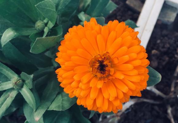 金盏花花语之美丽与祝福（金盏花花语解读及象征意义）