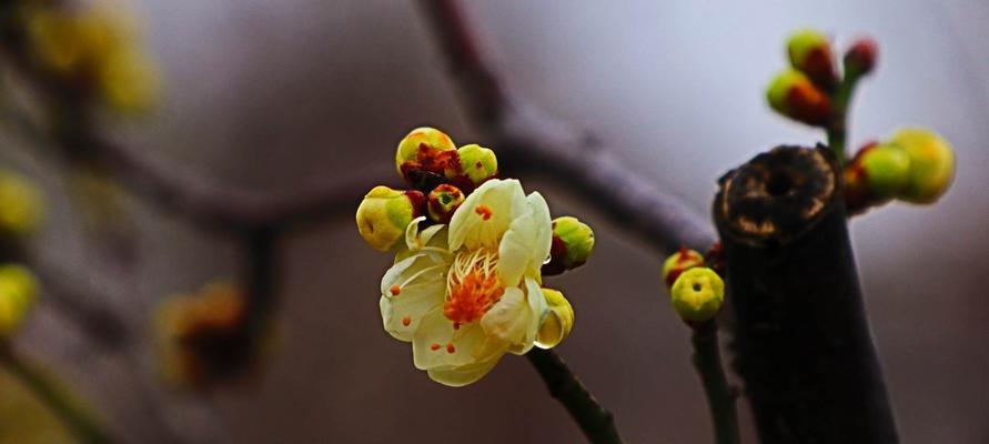 梅花冬天会开花吗?如何在冬季欣赏梅花? 梅花冬天会开花吗?如何在冬季欣赏梅花?