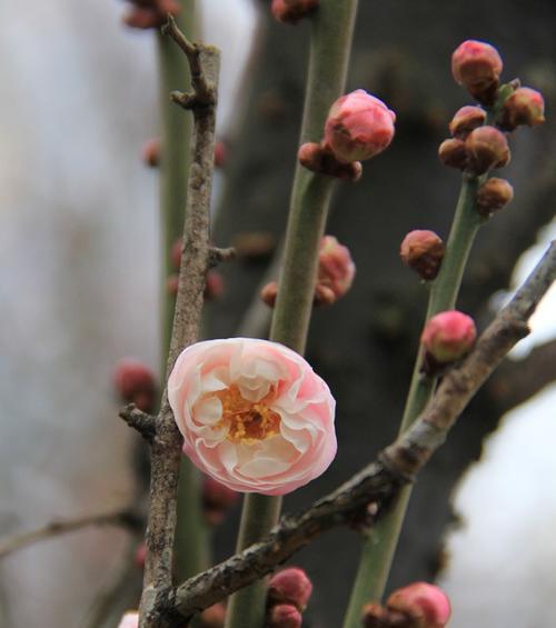 梅花冬天会开花吗?如何在冬季欣赏梅花? 梅花冬天会开花吗?如何在冬季欣赏梅花?