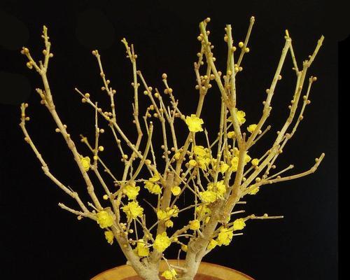 梅花冬天会开花吗?如何在冬季欣赏梅花? 梅花冬天会开花吗?如何在冬季欣赏梅花?