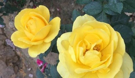 黄玫瑰的寓意与象征风水(黄玫瑰的美丽与内涵) 黄玫瑰的寓意与象征风水(黄玫瑰的美丽与内涵)