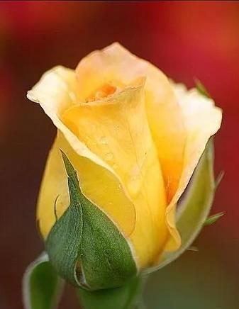 黄玫瑰的寓意与象征风水(黄玫瑰的美丽与内涵)