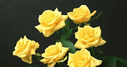 黄玫瑰的寓意与象征风水(黄玫瑰的美丽与内涵) 黄玫瑰的寓意与象征风水(黄玫瑰的美丽与内涵)