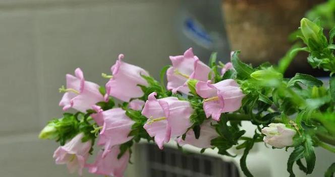 风铃怎么养殖长的好？有哪些养殖技巧和注意事项？