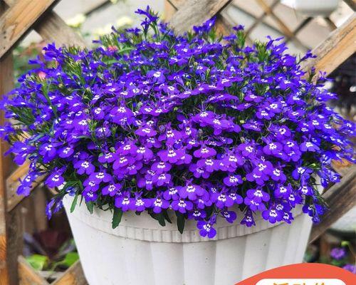 蓝色满天星的寓意（星空中的美丽与希望）