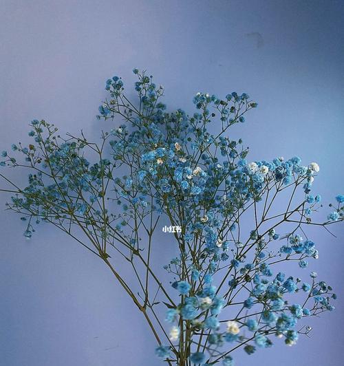 蓝色满天星的寓意（星空中的美丽与希望）