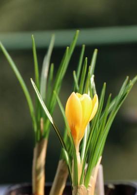 用莲花代表重生——重新焕发生机的美丽（莲花之美与重生的象征意义）