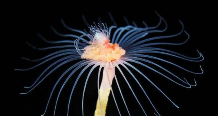 用莲花代表重生——重新焕发生机的美丽（莲花之美与重生的象征意义）